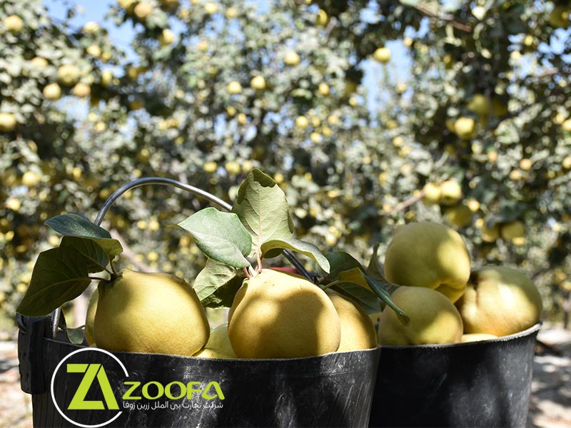 Falavarjan, production center quince شرکت تجارت بین الملل زرین زوفا
